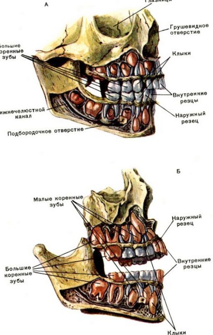 Челюсти